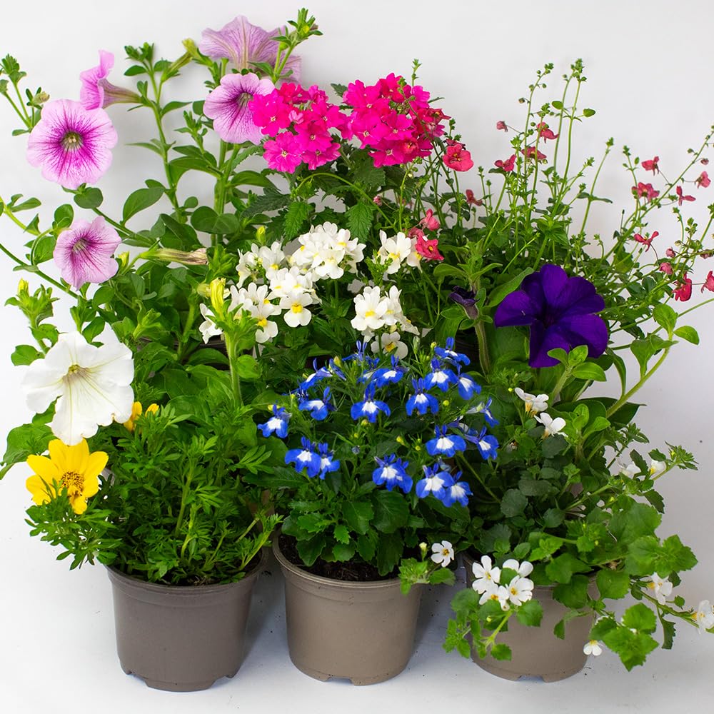 9 x Flowering Bedding Plants - Grow Your own Summer Flowering Bedding, Garden Ready & Each Delivered in Plant Pot, Outdoor Plants Great for Hanging Basket or Gifts