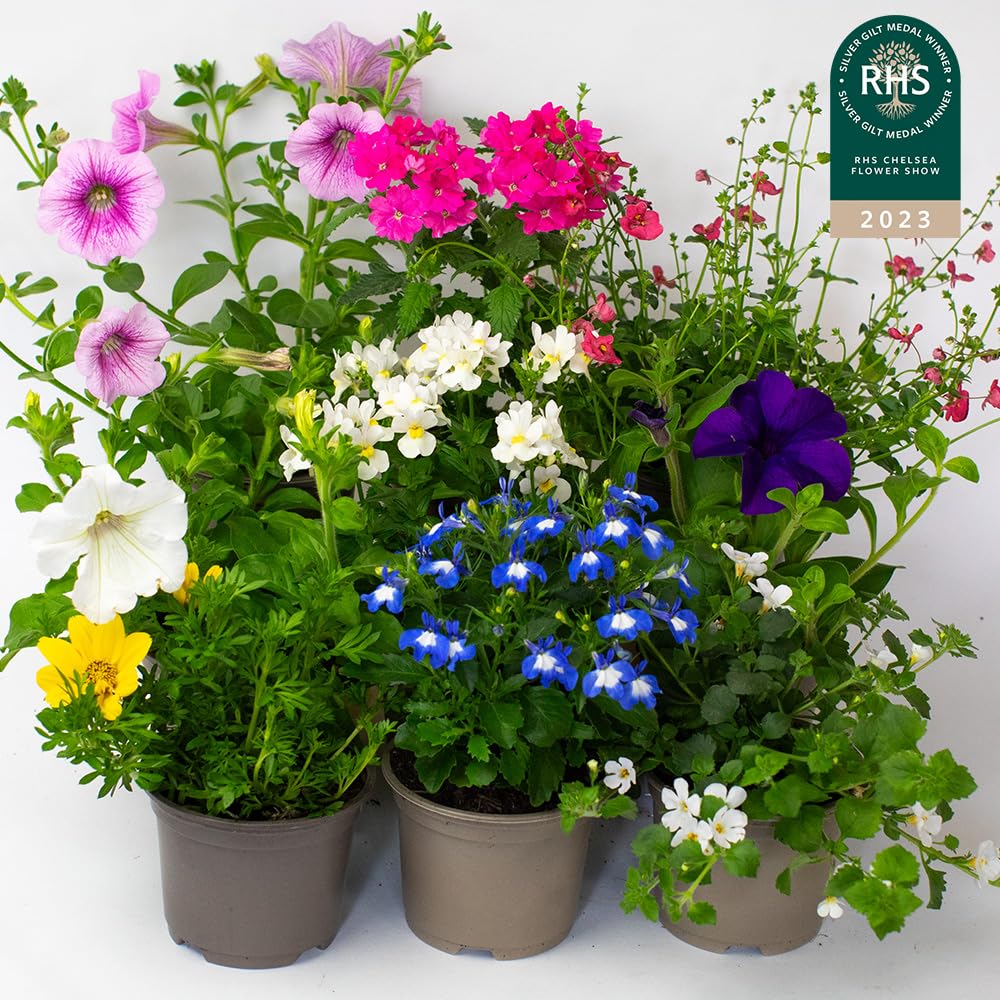 9 x Flowering Bedding Plants - Grow Your own Summer Flowering Bedding, Garden Ready & Each Delivered in Plant Pot, Outdoor Plants Great for Hanging Basket or Gifts